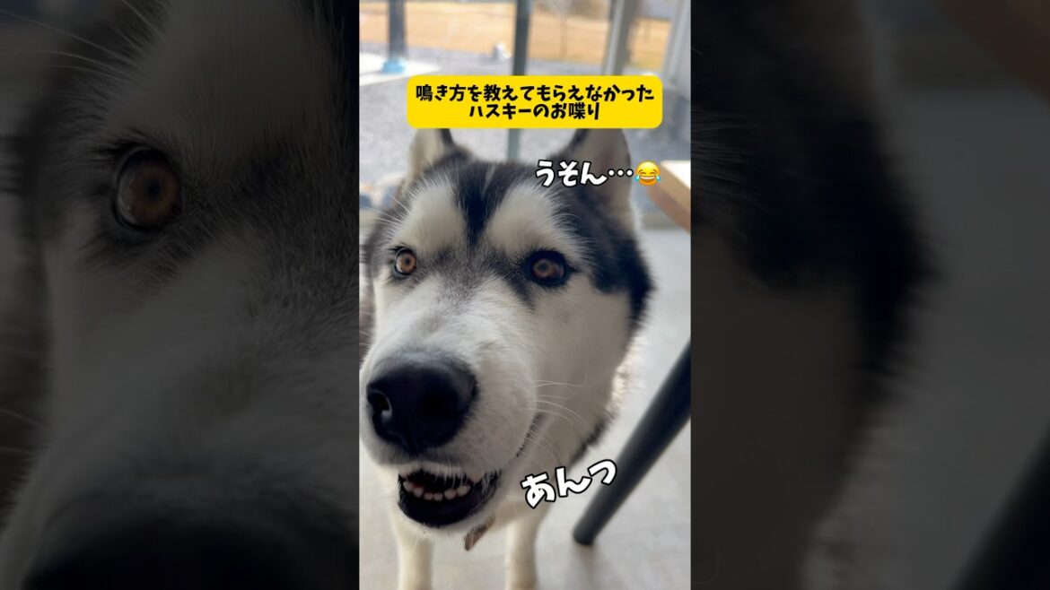 【声がチワワのハスキー】鳴き方を教えてもらえなかったハスキーのお喋りがヤバ過ぎました#シベリアンハスキー#柴犬#short #shortvideo #youtubeshorts