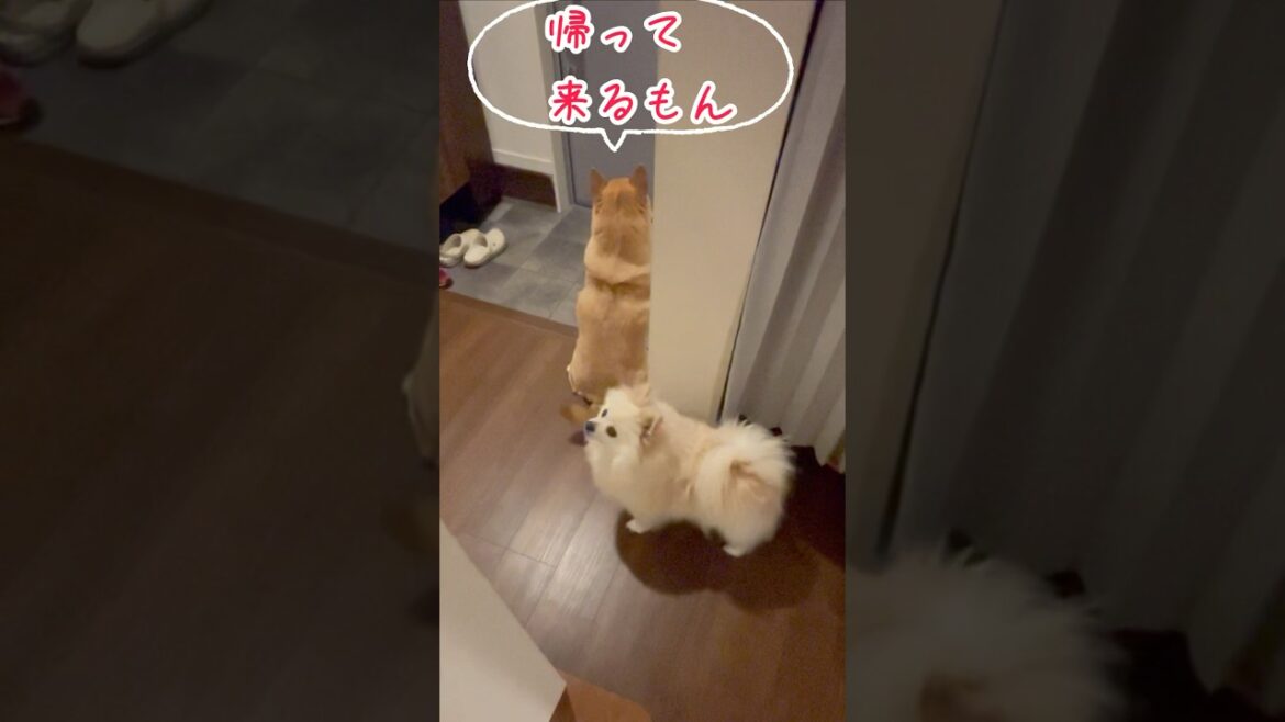 好きだから。柴犬とポメラニアンshorts