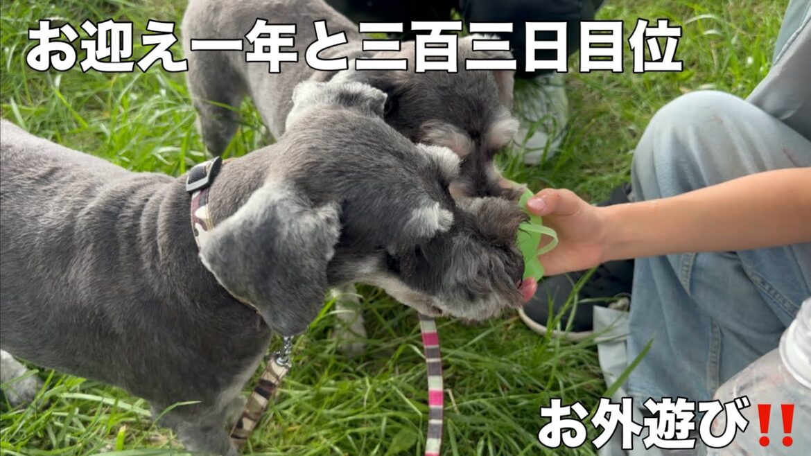 【ミニチュアシュナウザー多頭飼い】 お迎え一年と三百三日目位 #犬多頭飼い #犬多頭飼い散歩 #仲良しシュナウザー #しろくろチャンネル
