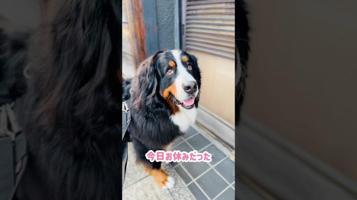 大好きなお店が今日はお休み…バーニーズの反応は？🐾