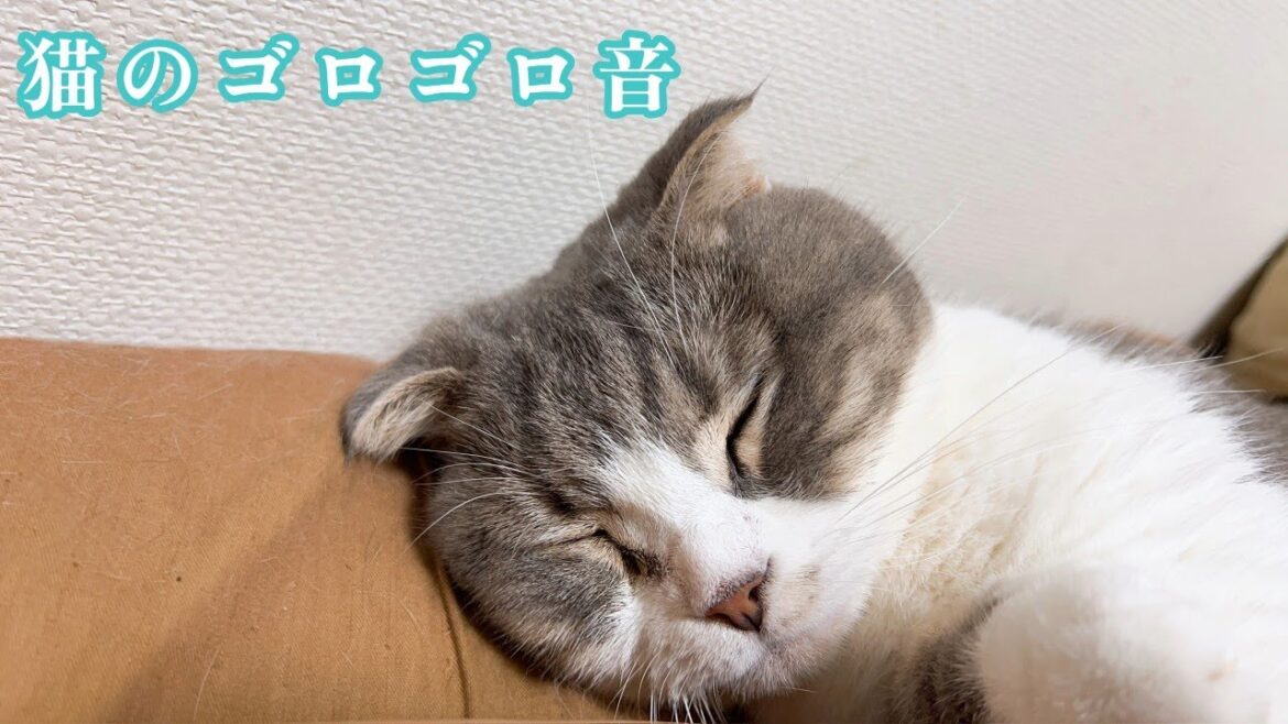 [ヒーリング] 猫のゴロゴロ音