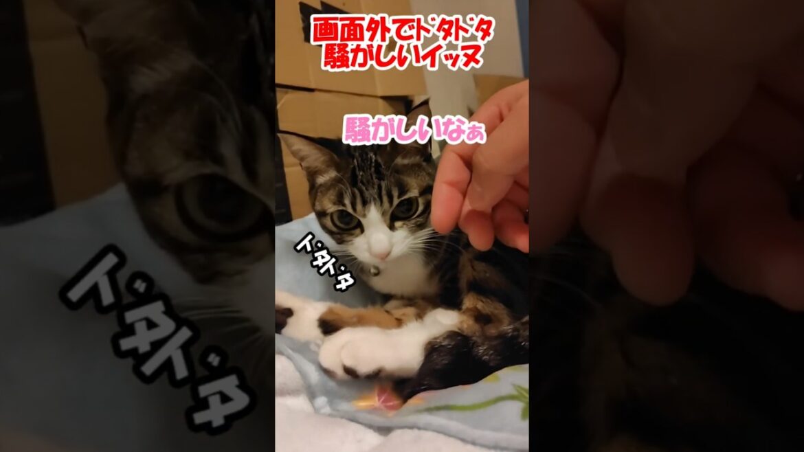 画面外でﾄﾞﾀﾄﾞﾀ騒がしいイッヌ #保護猫 #コーイケルホンディエ