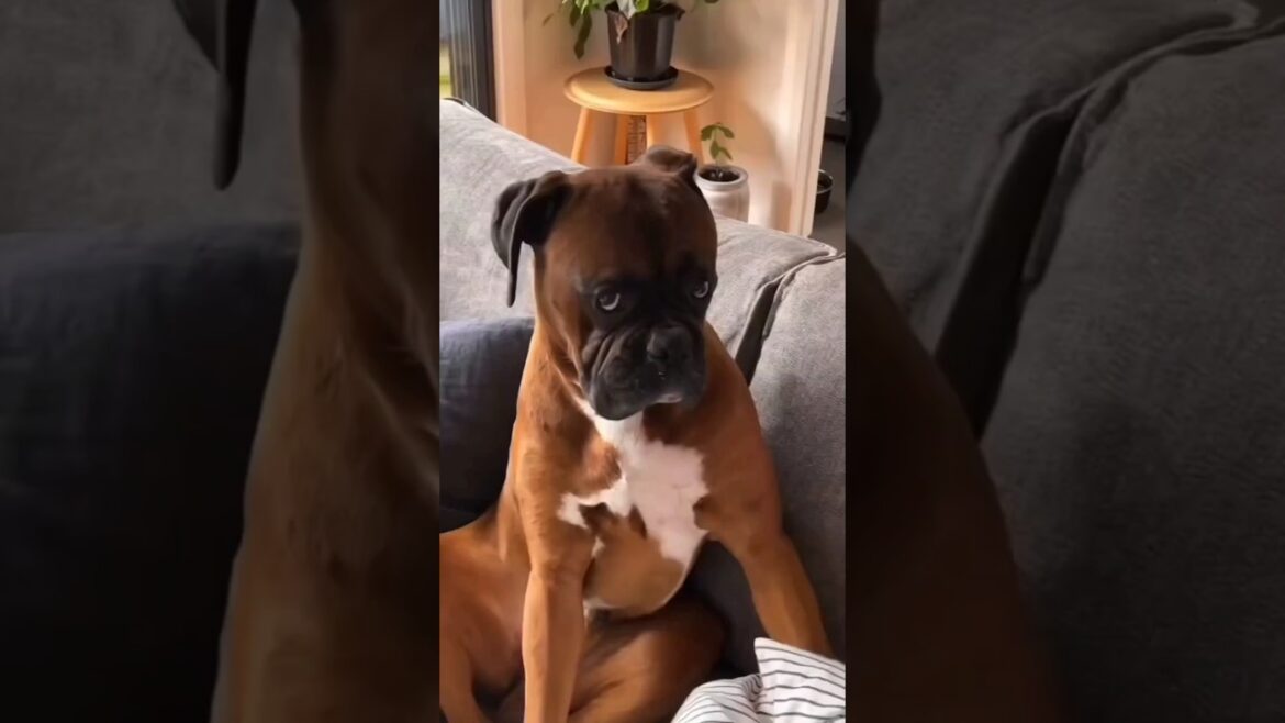 Boxer Dog Price #shorts #dog