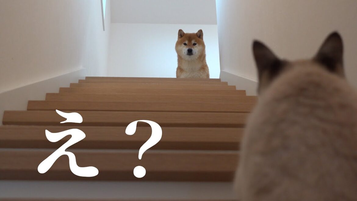 柴犬は輪に入れない子猫を見て決心をしたようです。 柴犬は輪に入れない子猫を見て決心をしたようです。