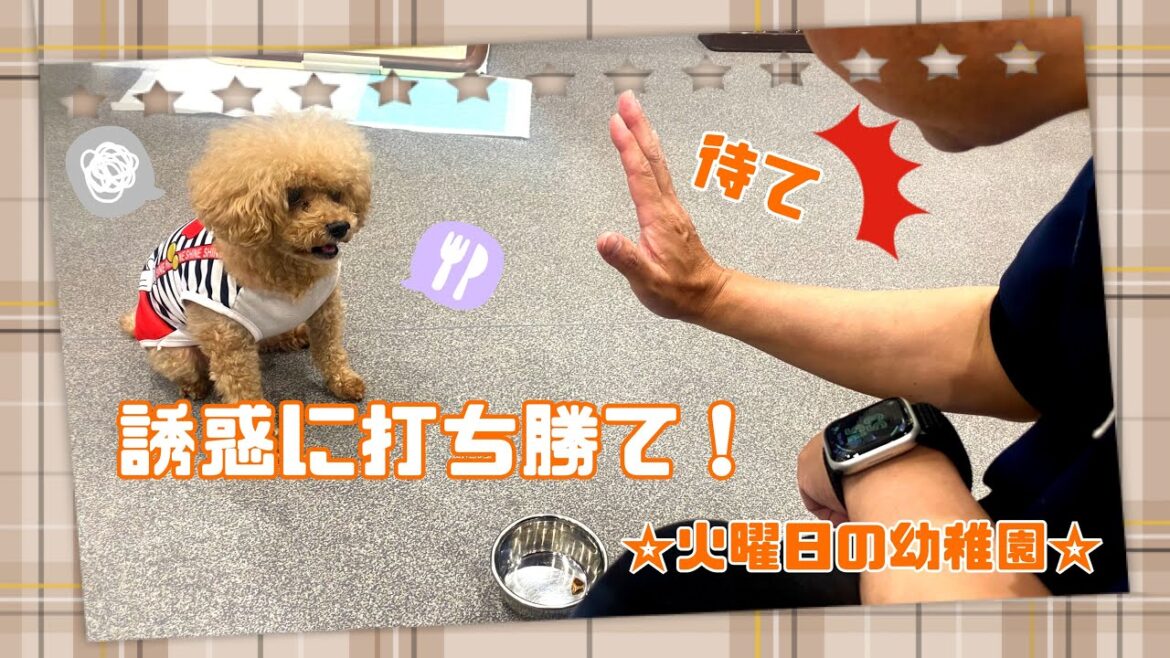 【幼稚園】運動会練習！〜誘惑に勝てるかな？〜(万代店)