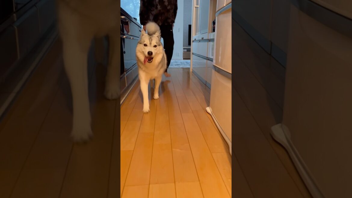 ご機嫌でお散歩に行くハスキー姉妹#シベリアンハスキー #ハスキー #ハスキー犬
