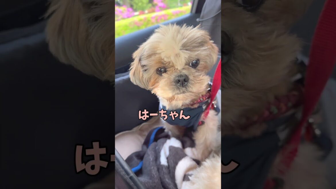 ちょっと、秘密にしてって言ったのに🐶#シーズー #いぬ #犬 #わんこ #イヌ