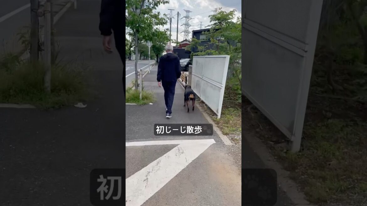 バイデン大統領に散歩されるドイツ犬【ロットワイラー】