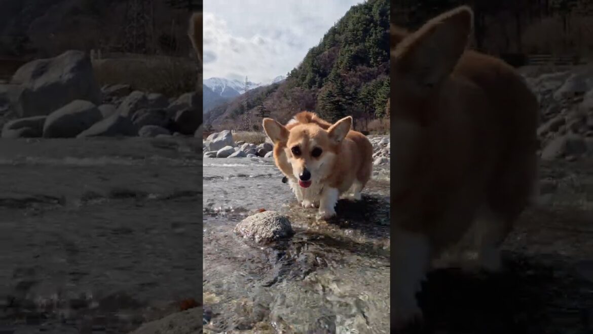 のんびりと浅瀬を歩くコーギー / A corgi ambled calmly through the shallow water #コーギー #corgi #サクラ