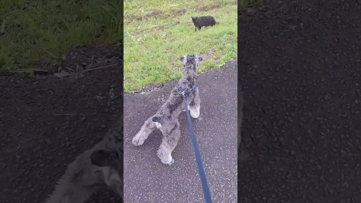 ただ猫と遊びたいミニチュアシュナウザーのテズ君#shorts #japan #ミニチュアシュナウザー