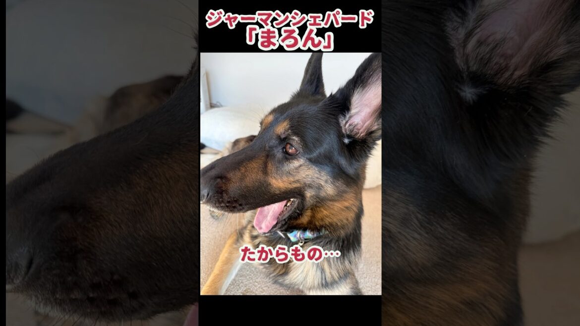 【かわいい🩷たからもの】シェパードまろん🐶🌰 #germanshepherd #癒し #大型犬のいる生活 #ジャーマンシェパード #gsds