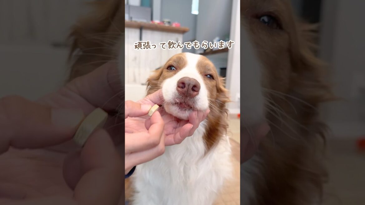 お薬を拒否する姉犬とボリボリ食べちゃう弟犬が対照的で可愛い😂【ボーダーコリー・オーストラリアンシェパード】#shorts