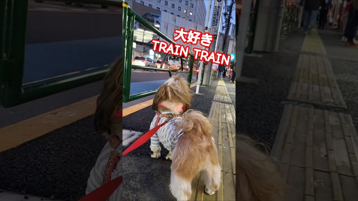 きょうのがんも 大好きTRAIN TRAIN 勇者 飛竜頭５才♂ #犬 #シーズー #犬のいる暮らし #ふわもこ #もふもふ #かわいい #わんこ #dog #ShihTZu #がんも #赤い彗星