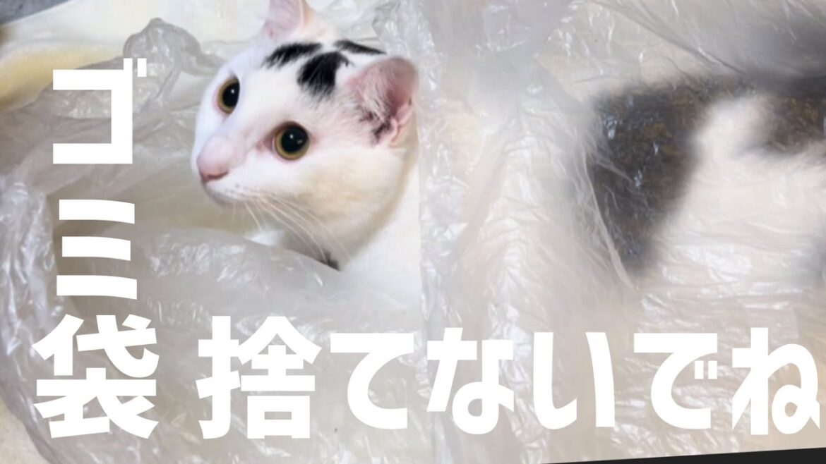 ゴミ袋発見！突撃する猫！#保護猫 #cat #猫のいる暮らし #ミルねーさん
