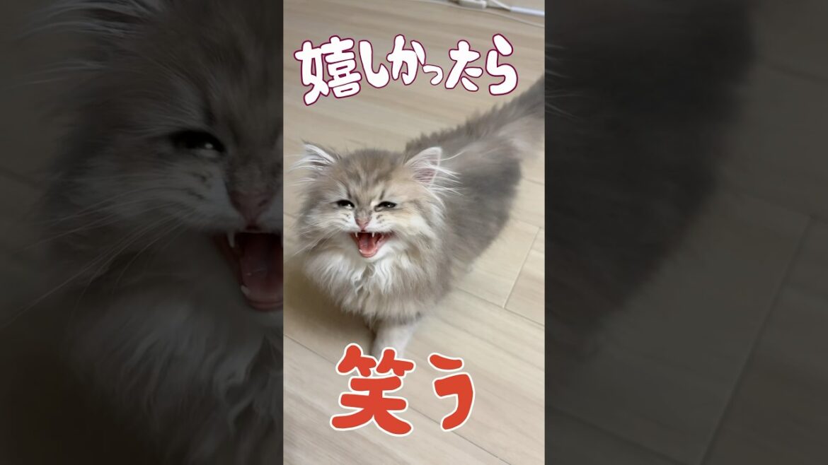 明日の私に幸あれ#ペルシャ #cat #子猫 #ねこ #明日の私に幸あれ