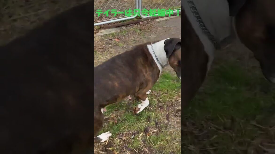 ボクサー犬テイラーがまもなく出産。オーナー様を募集致します！