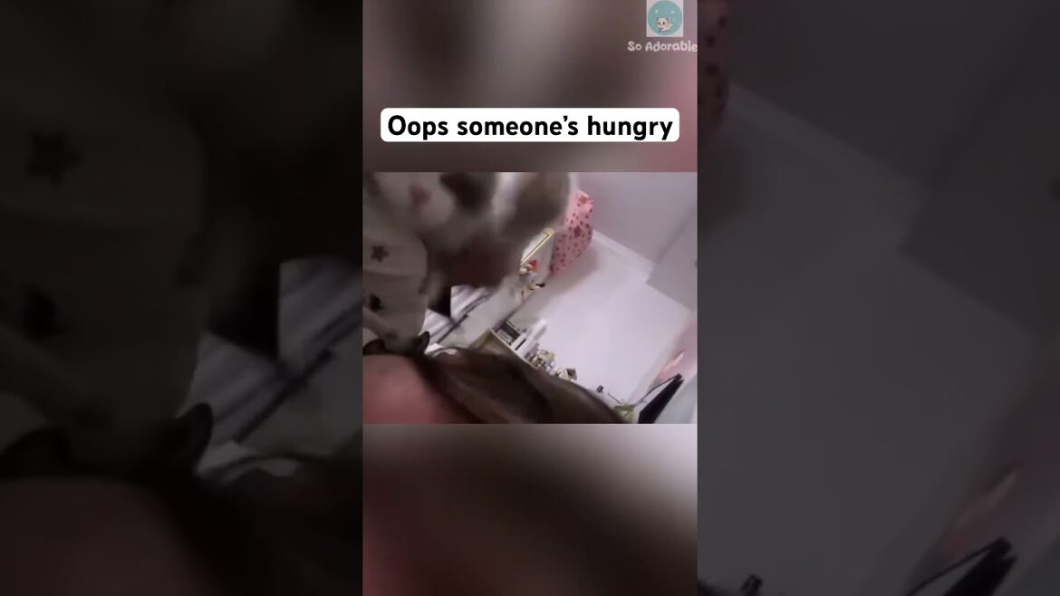 Wake up and feed me 🤣 #shorts #cat #catlovers