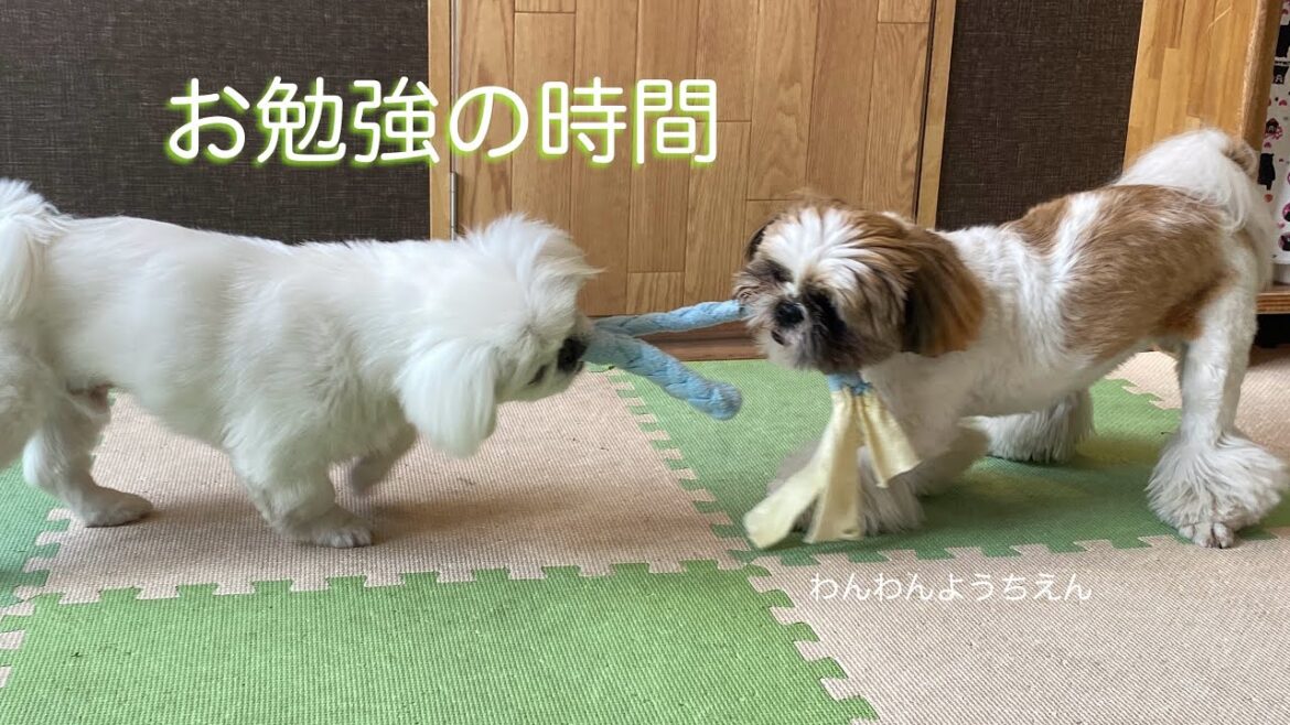 【犬の幼稚園】回るたびに可愛さ爆発！今日の主役はキミたち♪