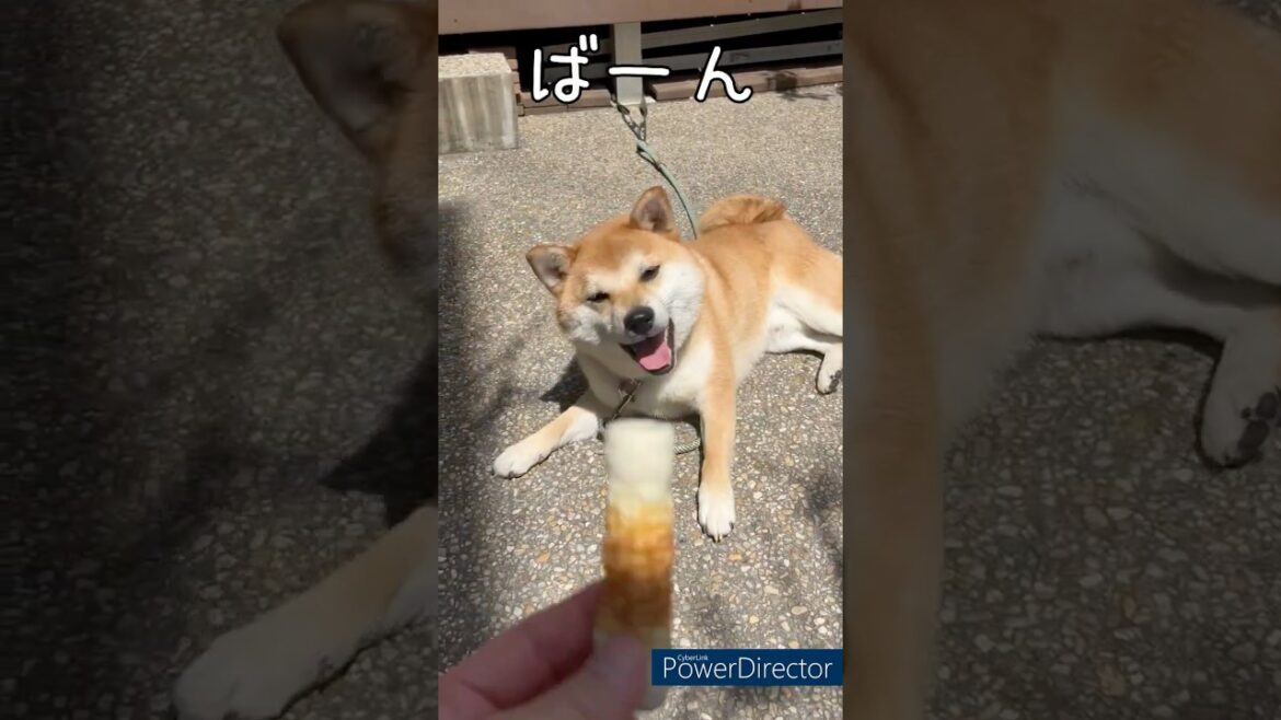 【ちくわでバーン】遊んでくれてありがとう！豆柴アオと柴犬委員会  mameshiba AO & shiba inu committee #Shorts#柴犬 #豆柴#愛犬 #癒し#柴犬のいる生活