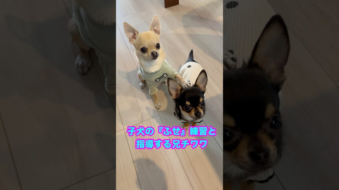 パピーチワワのルカに『ふせ』の指導をする兄チワワのノア【多頭飼いスムチーず】 #チワワ #かわいい犬 #子犬