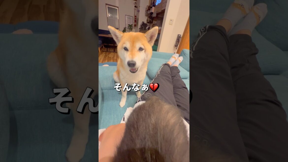 ヤキモキ🐶🌀#柴犬 #チワワ #shorts