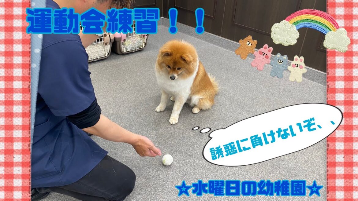 【幼稚園】水曜日の幼稚園~運動会練習~(万代店) 【幼稚園】水曜日の幼稚園~運動会練習~(万代店)