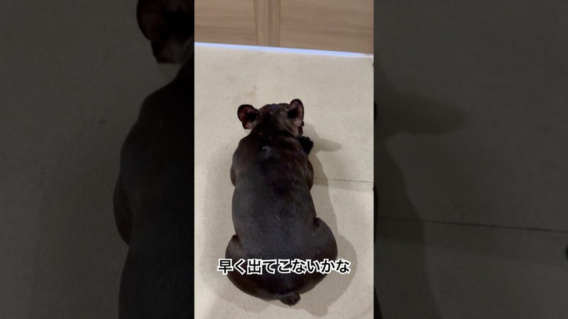 【今朝の凛さん】ねえねを待つフレンチブルドッグ🐶 #frenchie #frenchbulldog #frenchbulldoglife #shorts