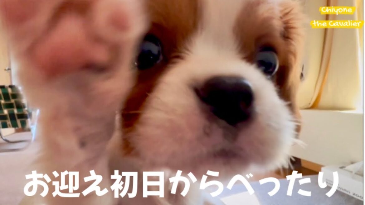 【子犬をお迎え】懐いてくれるまでがあっという間でかわいすぎた回顧録 #1 【北海道暮らし キャバリア】 – The puppy with First Day Home 【子犬をお迎え】懐いてくれるまでがあっという間でかわいすぎた回顧録 #1 【北海道暮らし キャバリア】 - The puppy with First Day Home
