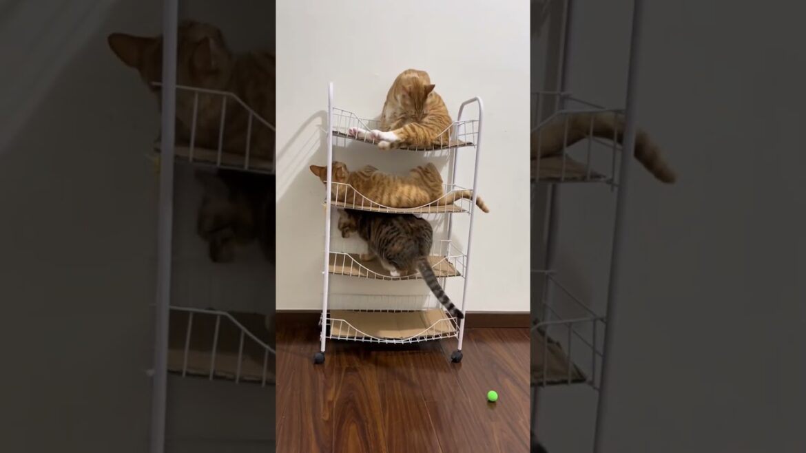 Happy, I've got the top bunk. #cat #cutepets #funnyshorts #cute #pets #kittens #animals