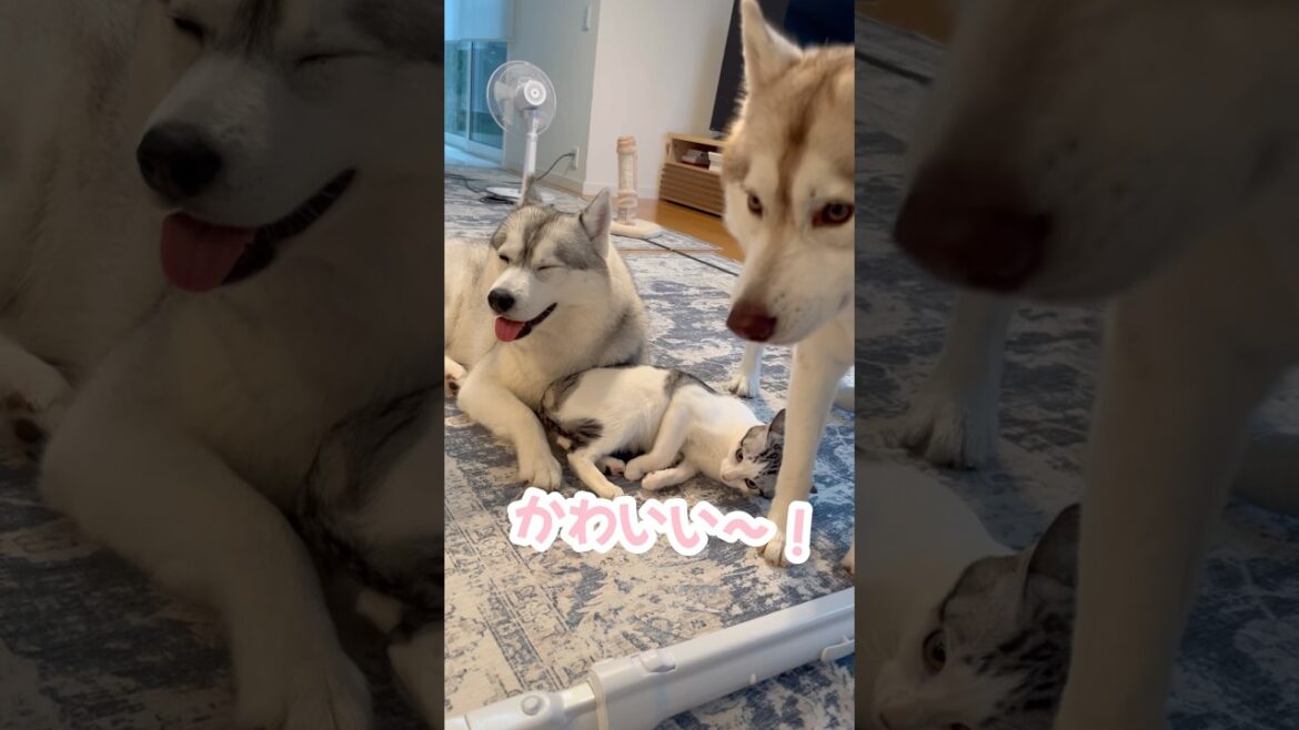 猫が怒られたらすぐ守りにくるハスキー #シベリアンハスキー #ハスキー #猫