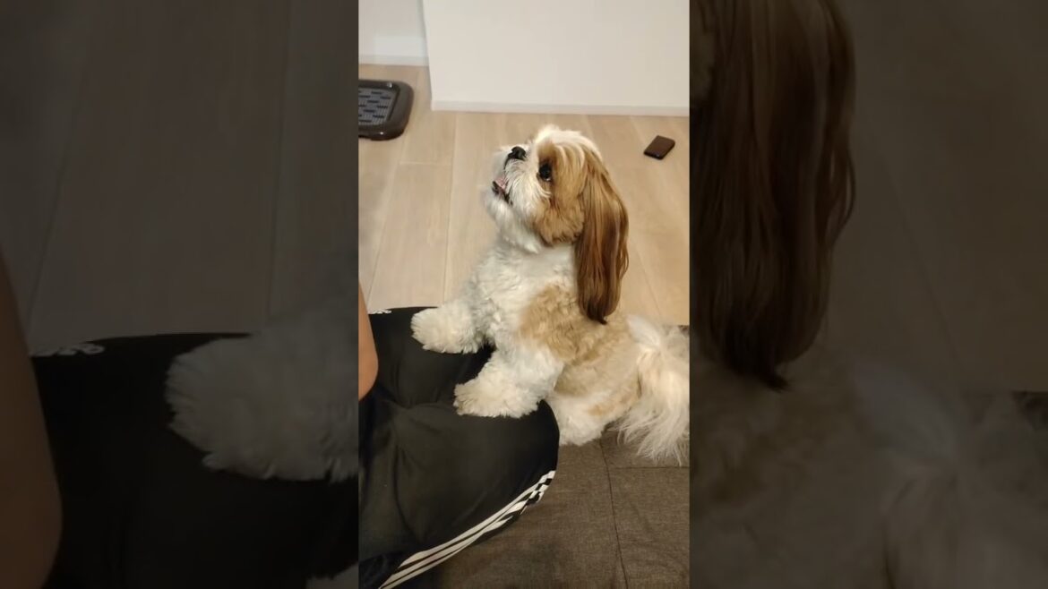 【シーズー】お芋に大興奮のぽこちゃん（Live配信切り抜き）