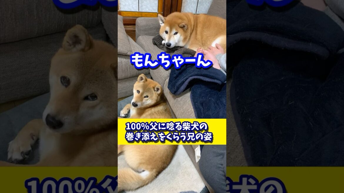 100%父に唸る柴犬から巻き添えをくらう兄柴犬 #shibadog #柴犬 #sibainu  #犬のいる生活 #shorts 100%父に唸る柴犬から巻き添えをくらう兄柴犬 #shibadog #柴犬 #sibainu  #犬のいる生活 #shorts