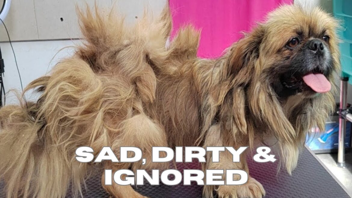 Neglected Pekingese Dog Finally Gets Love and a New Life | Heartbreaking Transformation