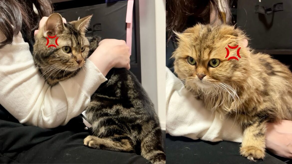 初めて妹に抱かれた2匹の猫がこうなりました
