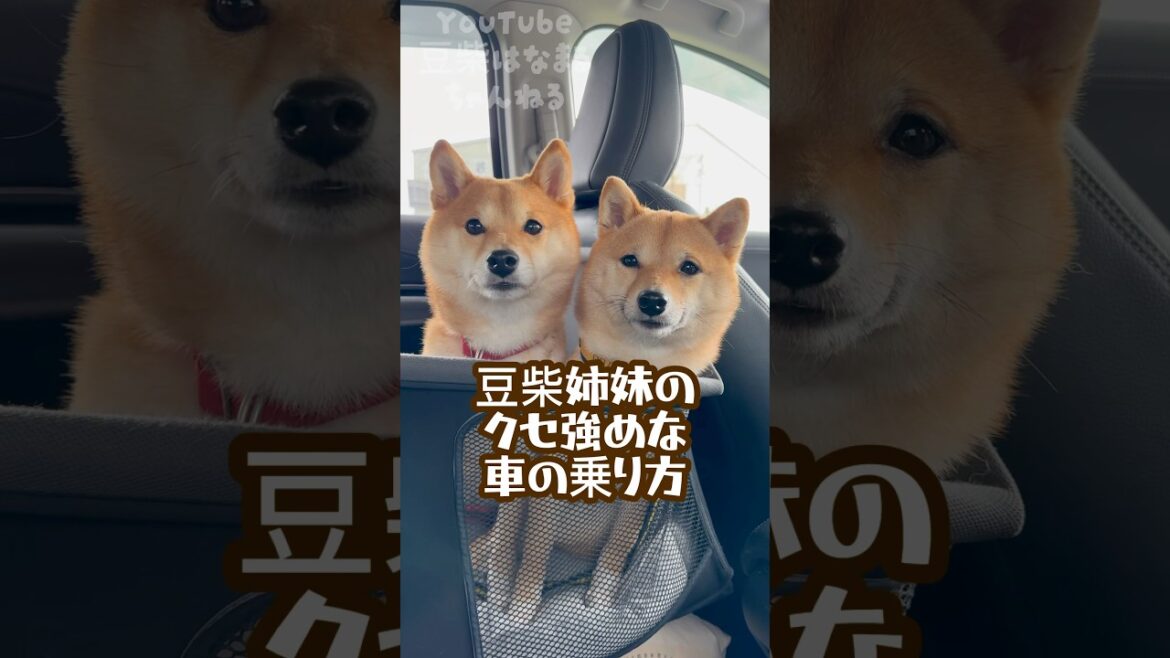豆柴姉妹のクセ強めな車の乗り方 #Shorts #shortvideo