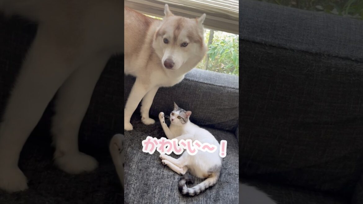 本来の目的を忘れるハスキー #シベリアンハスキー #ハスキー #猫