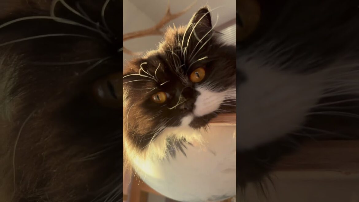 あまりに美しいので   #つい #セルカークレックス #nico