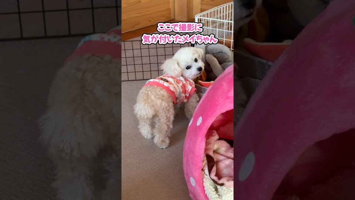 犬に撮影がバレるとこうなります #shorts #トイプードル #可愛い犬