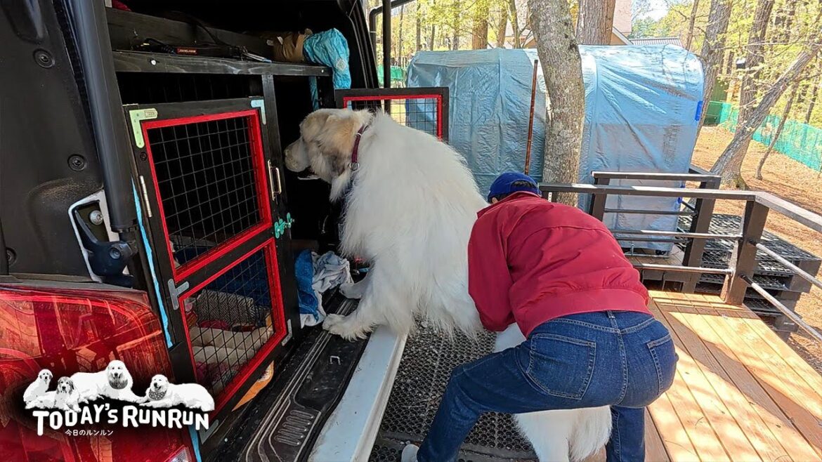 自分から車に乗るベルとリリーとなかなか車に乗らないアランです　Great Pyrenees　グレートピレニーズ