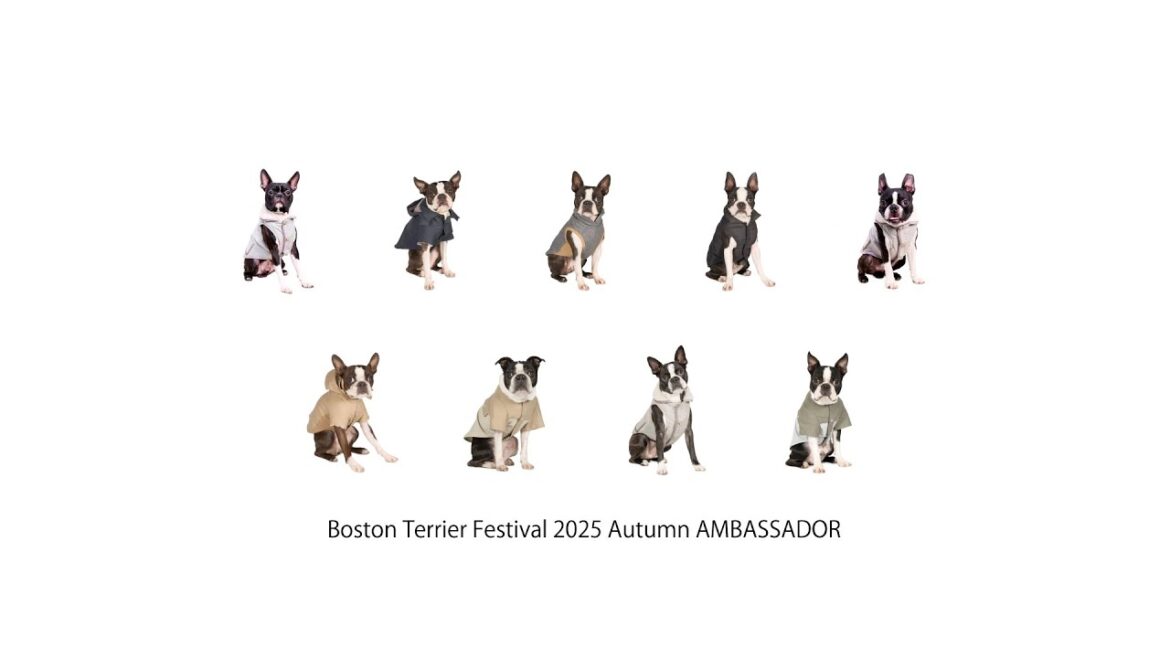 Boston Terrier Festival 2025 Autumn AMBASSADOR 意気込み