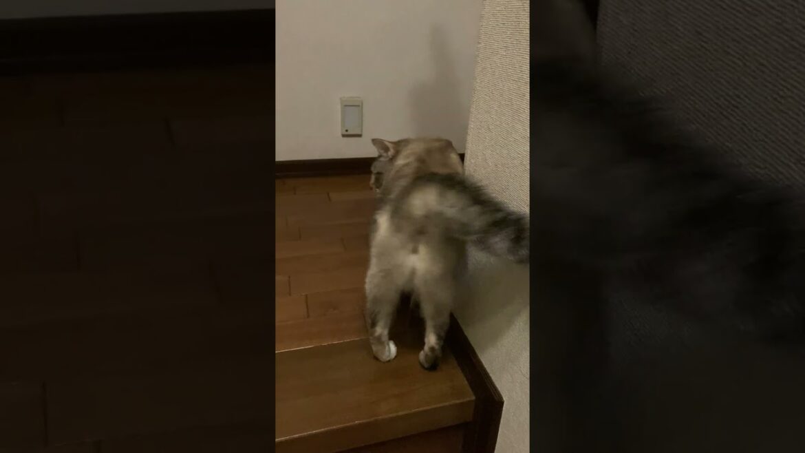 ゴロンする猫　#ゴロンする猫 #保護猫 #シャムミックス #cat #ねこ #猫のいる暮らし #shorts