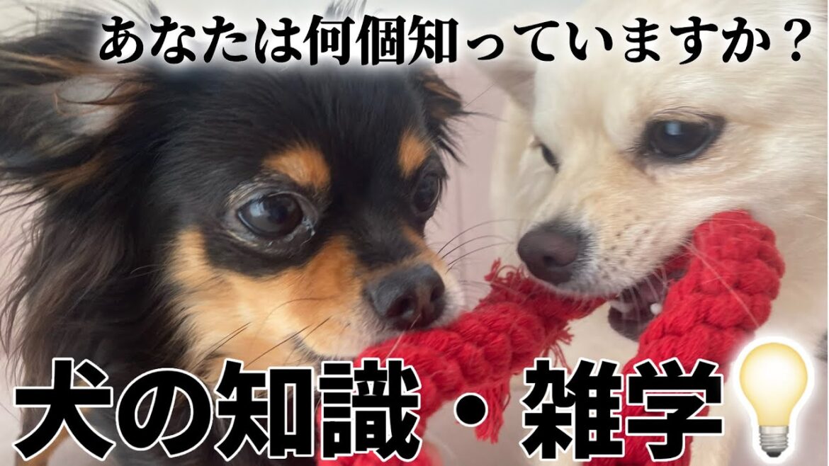 あなたは何個知っていますか？意外と知らないワンちゃんの知識・雑学①💡￤あいむゆめチャンネル