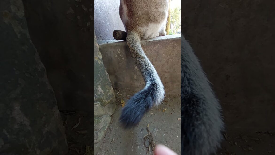 cat style😎❤️‍🔥 #cat #animals