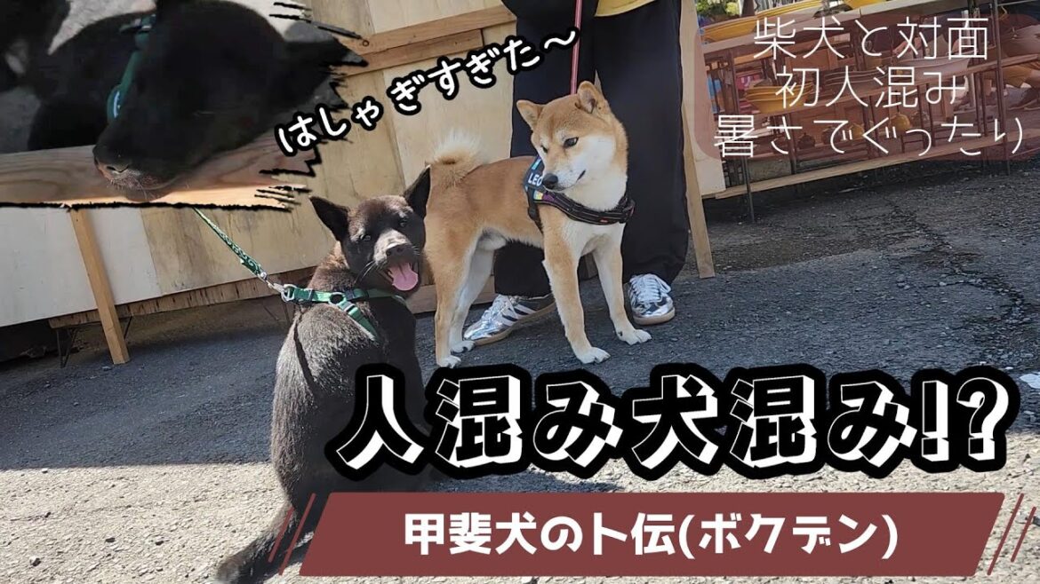 【甲斐犬】初めての人混みと犬混みでワチャワチャな子犬