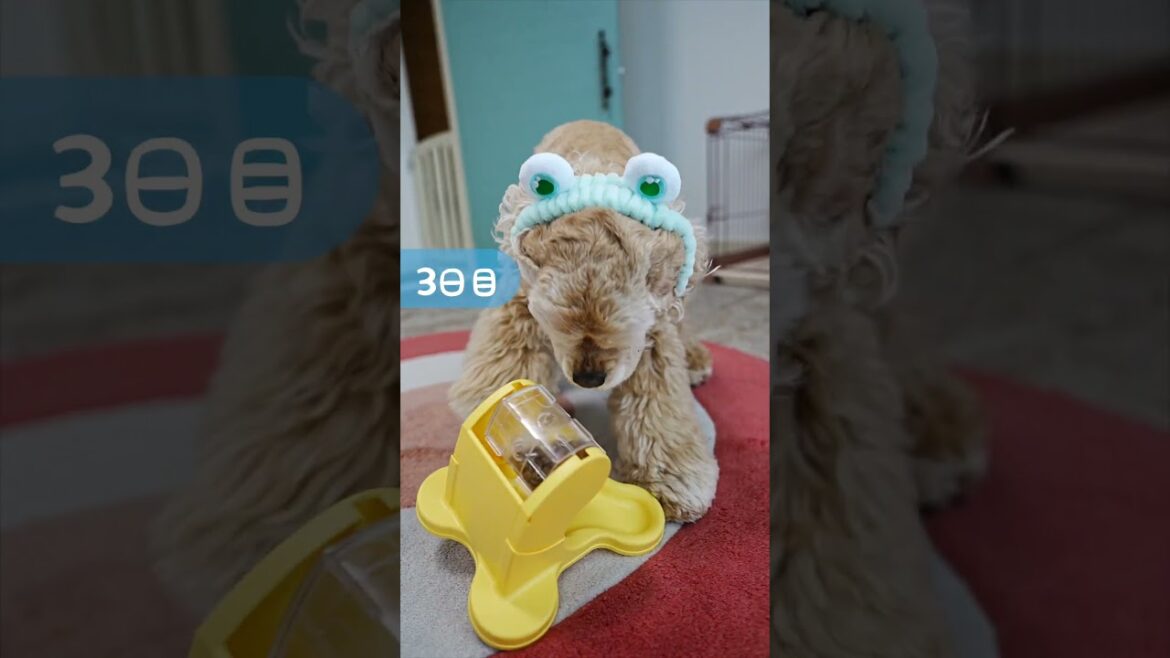 回すとおかしが出てくるおもちゃを渡してみたら（コッカースパニエル）