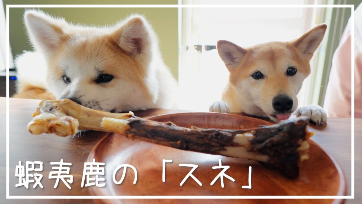 【犬用おやつ】巨大な骨のおやつを仲良く分け合う柴犬と秋田犬の姉弟【ぽん太屋】