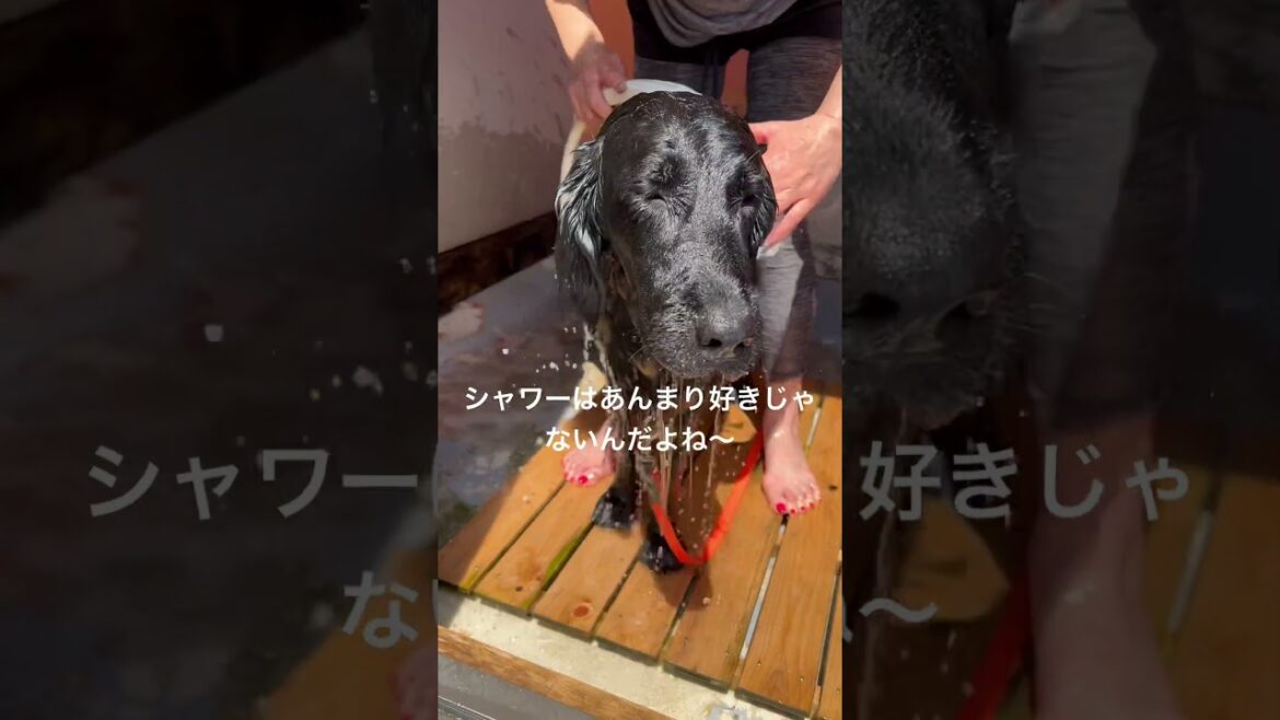 黒髪美女はどんより#flatcoatedretriever #フラットコーテッドレトリバー #黒髪美女