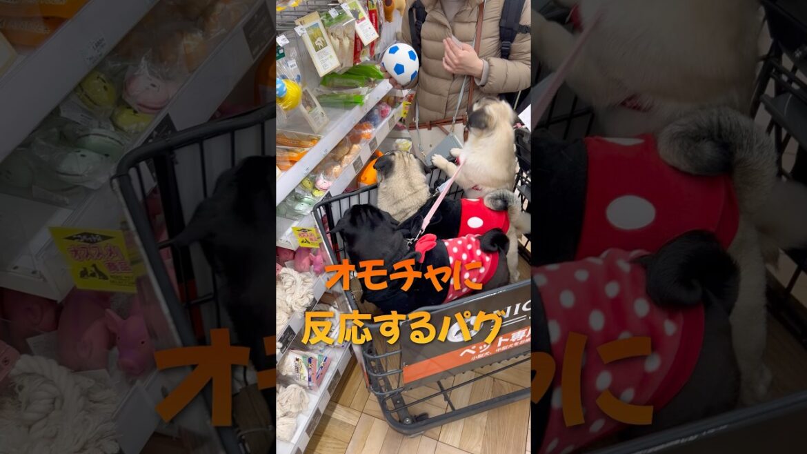 オモチャに反応するパグ#shorts #pug #pets #puppy #dog #いやし #癒し #犬のいる生活 #モンティラパグパグ