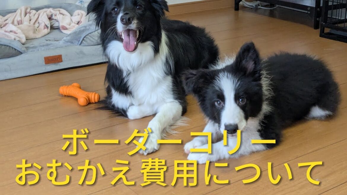【必見】ボーダーコリー子犬のお迎え費用について（最低限必要なもの）