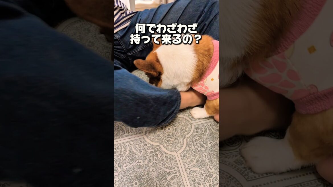 大切なオヤツをなぜソコで？！😂  #コーギー #かわいい #おもしろ